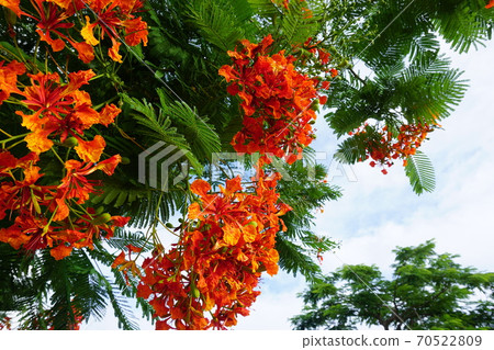 厚北花，藍藍的天空 70522809