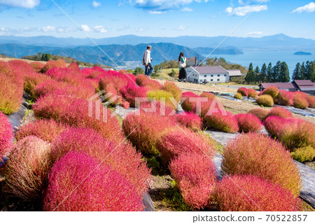 Lake Biwa can be seen beyond the red Kokia at the summit of Mt. Biwako Hakodate, Takashima City, Shiga Prefecture. Lake Biwa can be seen beyond the red Kokia at the summit of Mt. Biwako Hakodate, Takashima City, Shiga Prefecture. 70522857