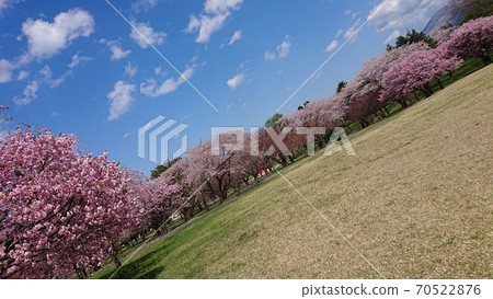 櫻花和藍天 70522876