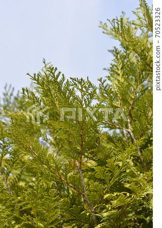 Western Red Cedar Martin 70523326