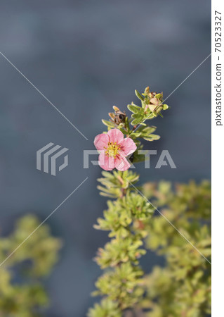 Shrubby Cinquefoil Danny Boy 70523327