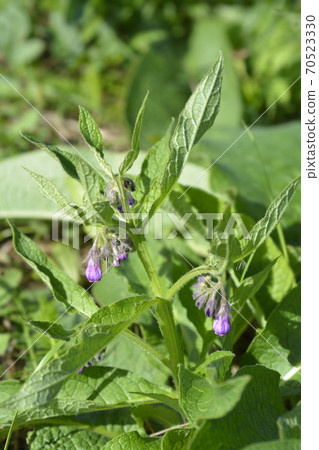 Common comfrey Common comfrey 70523330
