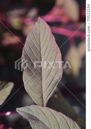 Amaranth Velvet Curtains 70523334