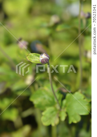 Japanese anemone Serenade 70523341