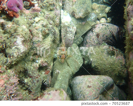 水下魚 70523687