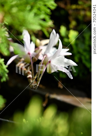 Dendrobium monilis blooming in pots Dendrobium monilis blooming in pots 70524341