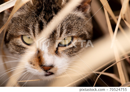 A cat in the grass 70524755