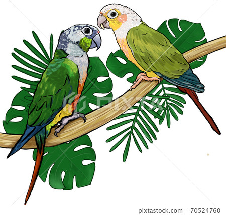 Pair Parrots tropical exotic birds sitting on branch monstera and palm leaves Pair Parrots tropical exotic birds sitting on branch monstera and palm leaves 70524760