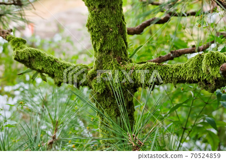 苔蘚 苔蘚 70524859