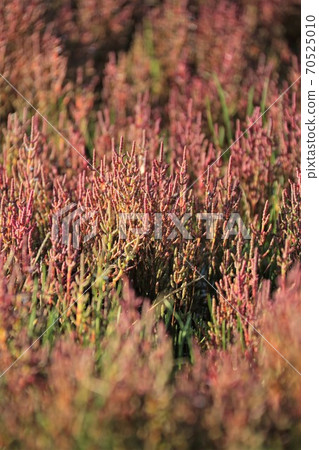 Coral grass 70525010