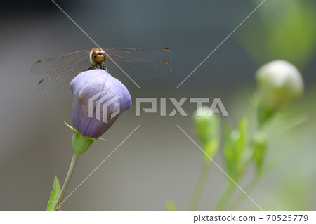 Dragonfly perching on the bud of Japanese bellflower 70525779