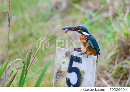 Kawasemi捕食小魚 70526004
