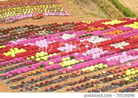 廣島縣色拉高原農場上的Garzenmum Ursula花開 廣島縣色拉高原農場上的Garzenmum Ursula花開 70526090
