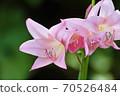 夏天的水仙花 70526484