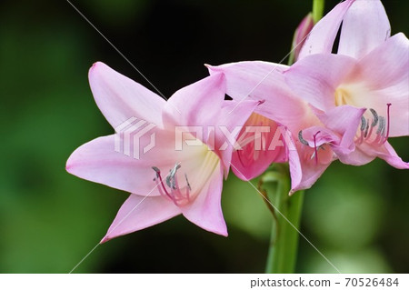 夏天的水仙花 夏天的水仙花 70526484
