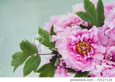 Beautiful fresh pink peony flowers in full bloom. 70527116