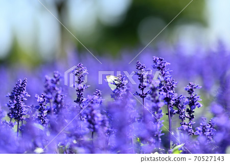 Lavender of Hiroshima prefecture Sera farm 70527143
