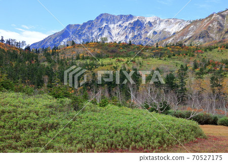Autumn Tsugaike Natural Garden Green, yellow leaves and Mt. Shirouma collaboration 70527175
