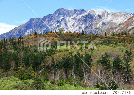 Contrast between the yellow and green of Tsugaike Natural Garden, Mt. Shirouma and the blue sky 70527176
