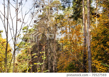 colorful foliage of trees in forest in autumn 70527569
