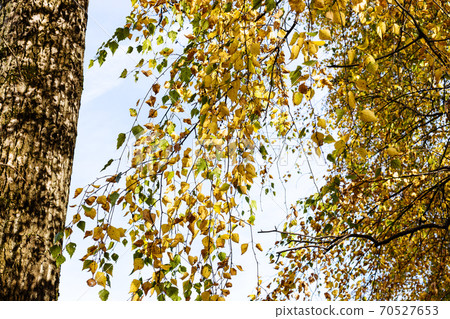 branches of old birch tree with yellow foliage branches of old birch tree with yellow foliage 70527653