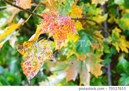 spotted leaves of maple trees close up 70527655