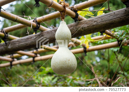 葫蘆果 葫蘆果 70527773