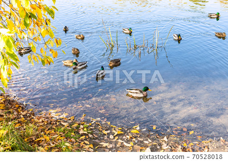 ducks swim near coast of city pond in autumn ducks swim near coast of city pond in autumn 70528018