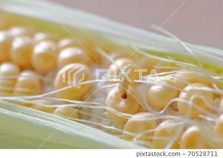 Larvae that devour corn (larvae of Awanomeiga) 70528711