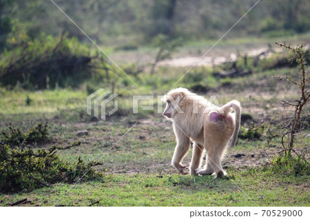 An albino baboon all white colored An albino baboon all white colored 70529000