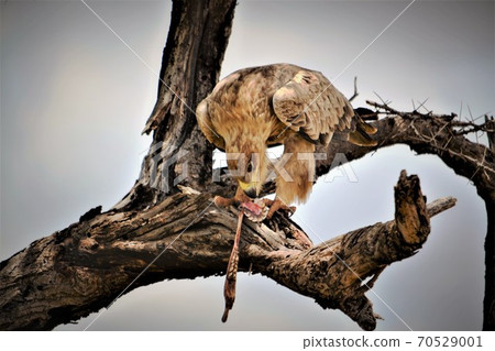 A tawny eagle eating the skull of a jackal A tawny eagle eating the skull of a jackal 70529001