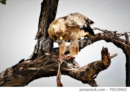 tawny eagle eating a skeleton of a baby jackal tawny eagle eating a skeleton of a baby jackal 70529002