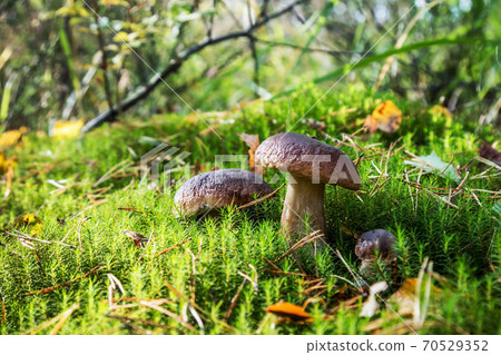boletus edulis mushroom grow in moss in the autumn 70529352