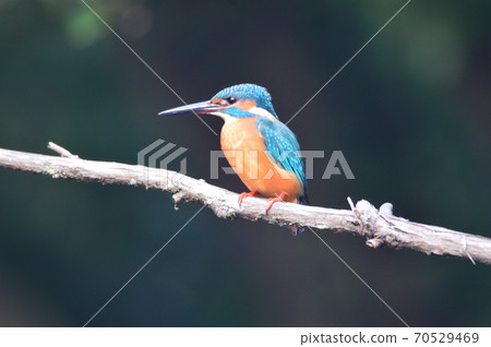 Male Kingfisher (Negawa Ryokuchi/Tachikawa Park/Tachikawa City, Tokyo) Male Kingfisher (Negawa Ryokuchi/Tachikawa Park/Tachikawa City, Tokyo) 70529469