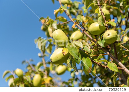 卡琳的果實 70529529