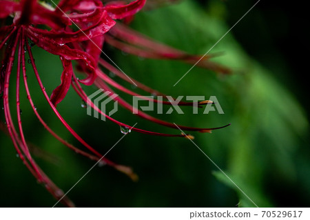 Cluster amaryllis Cluster amaryllis 70529617