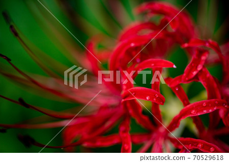 Cluster amaryllis Cluster amaryllis 70529618