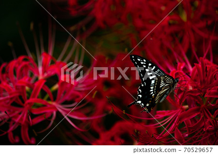 Swallowtail butterfly on cluster amaryllis Swallowtail butterfly on cluster amaryllis 70529657