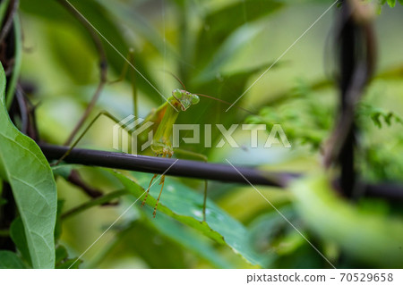Mantis 70529658