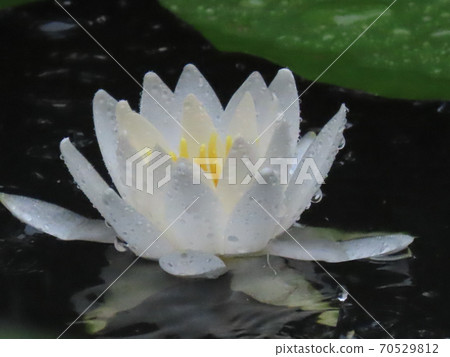 Lotus flower Lotus flower 70529812