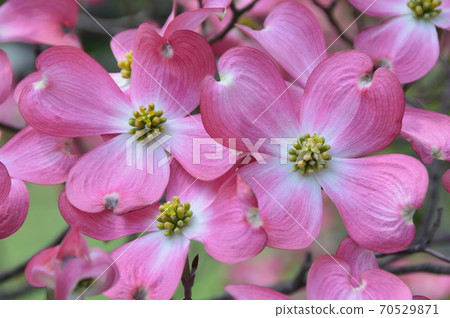 Dogwood (Kyoto City, Kyoto Prefecture) Dogwood (Kyoto City, Kyoto Prefecture) 70529871