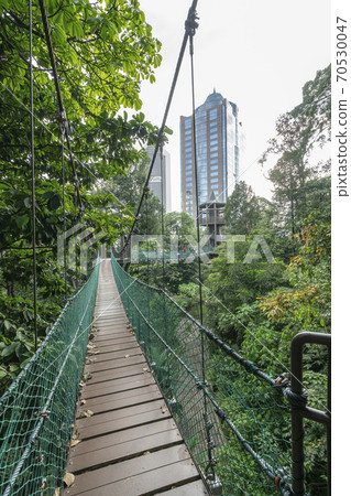 Bukit Nanas Forest Reserve in Kuala Lumpur 70530047