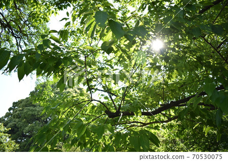 Beautiful sunlight through the trees in early summer 70530075