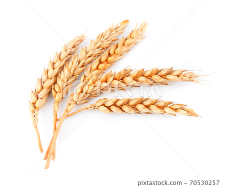 Wheat isolated on white backgrounds. 70530257