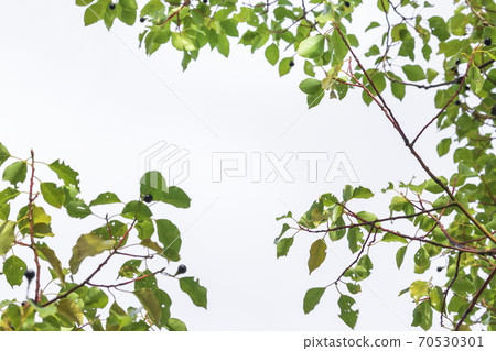 Treetop frame background Treetop frame background 70530301