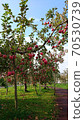 Red-grown apples waiting for harvest 70530739
