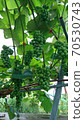 Lush grapes 70530743