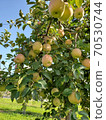 Apples waiting for harvest 70530744