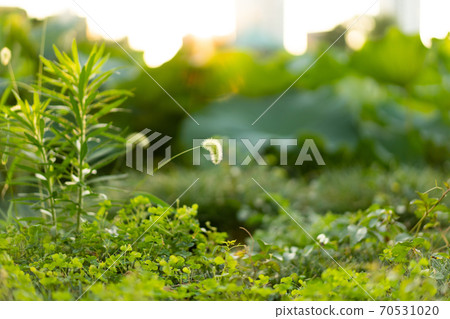 Setaria viridis (Nekojarashi) Setaria viridis (Nekojarashi) 70531020