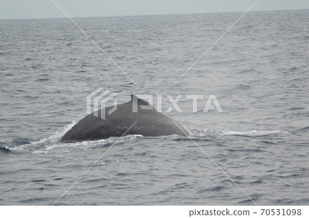 Invading humpback whales (Kerima Islands inland / Okinawa Prefecture) Invading humpback whales (Kerima Islands inland / Okinawa Prefecture) 70531098